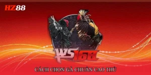 Đá Gà Cựa Sắt Miền Tây