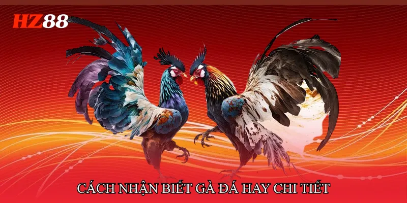 Cách nhận biết gà đá hay chi tiết từ ngoại hình đến vảy