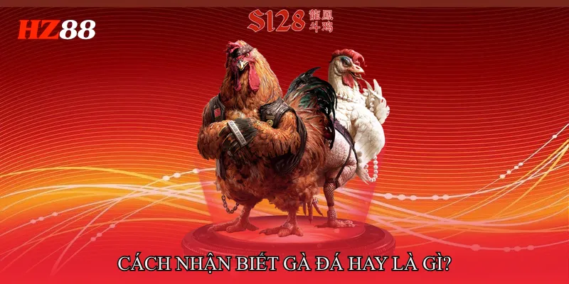 Cách nhận biết gà đá hay là gì?