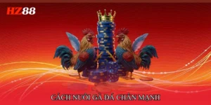 Cách nuôi gà đá chân mạnh