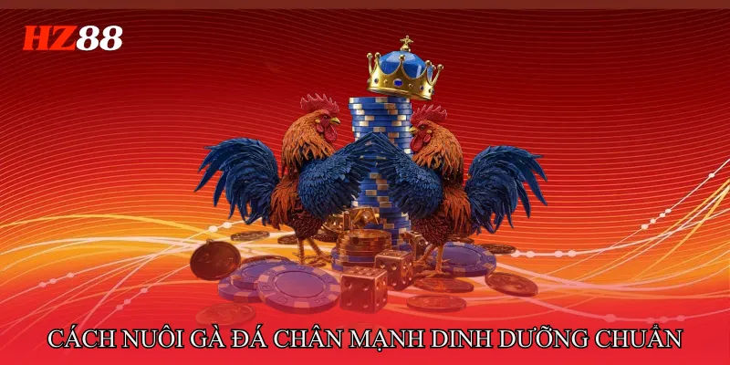 Cách Nuôi Gà Đá Chân Mạnh – Chế Độ Dinh Dưỡng Chuẩn