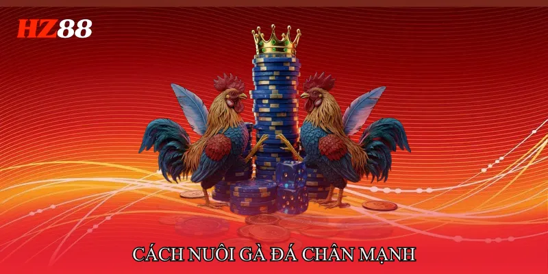 Cách nuôi gà đá chân mạnh