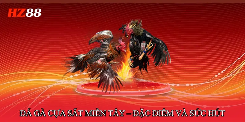 Đá Gà Cựa Sắt Miền Tây – Đặc Điểm Và Sức Hút