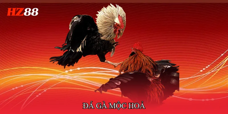 Đá gà mộc hoả